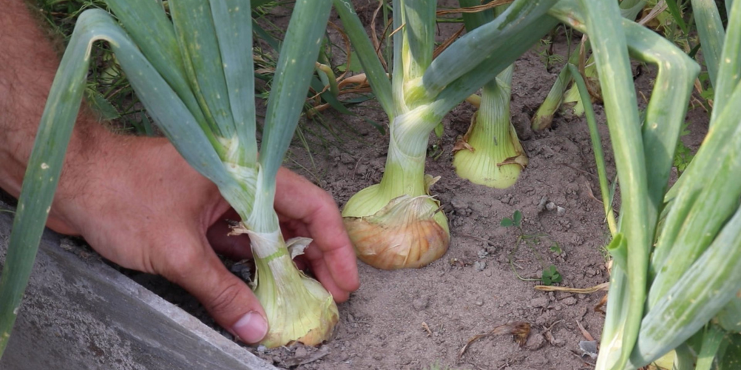 Головки растут на глазах и «выпрыгивают» из земли: важная подкормка лука за 10 дней до выкопки