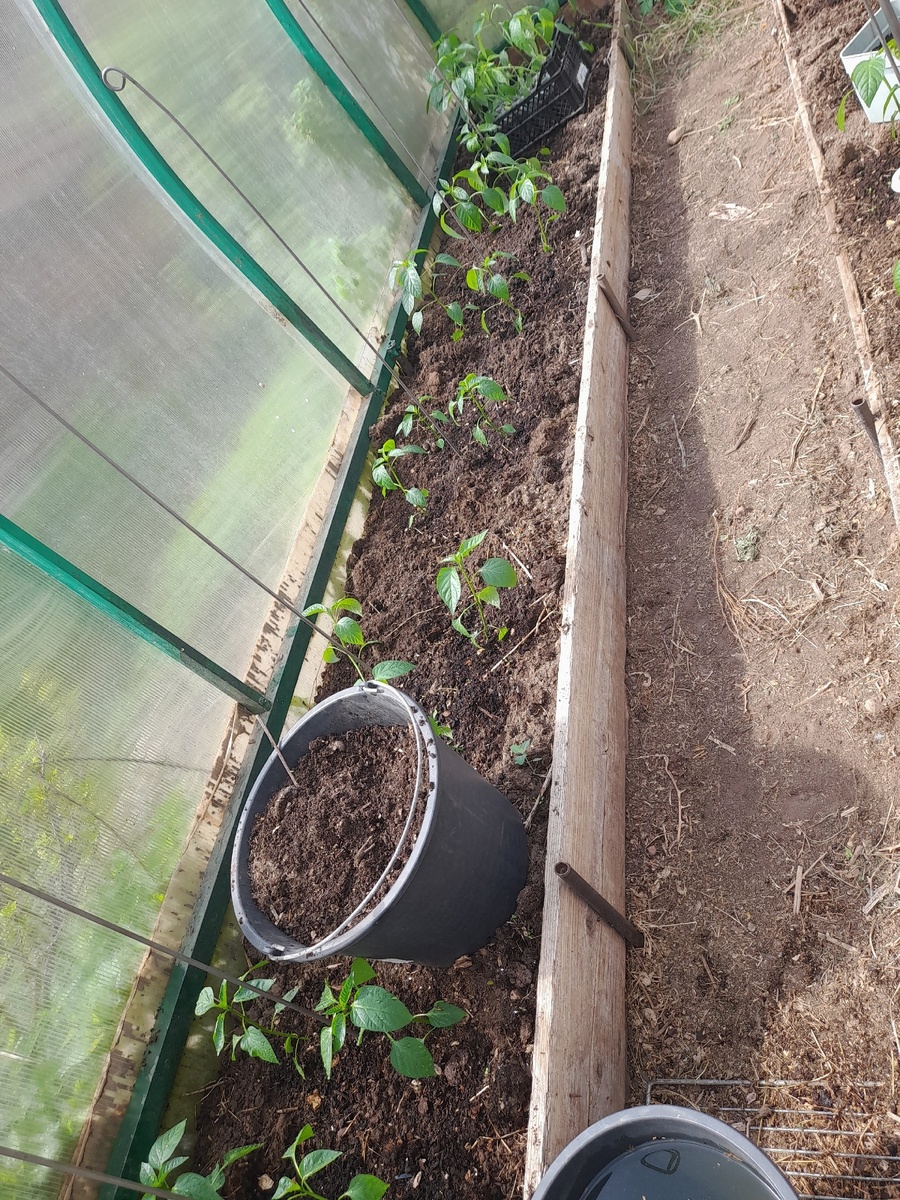 Перец, высаженный в теплицу 10 мая