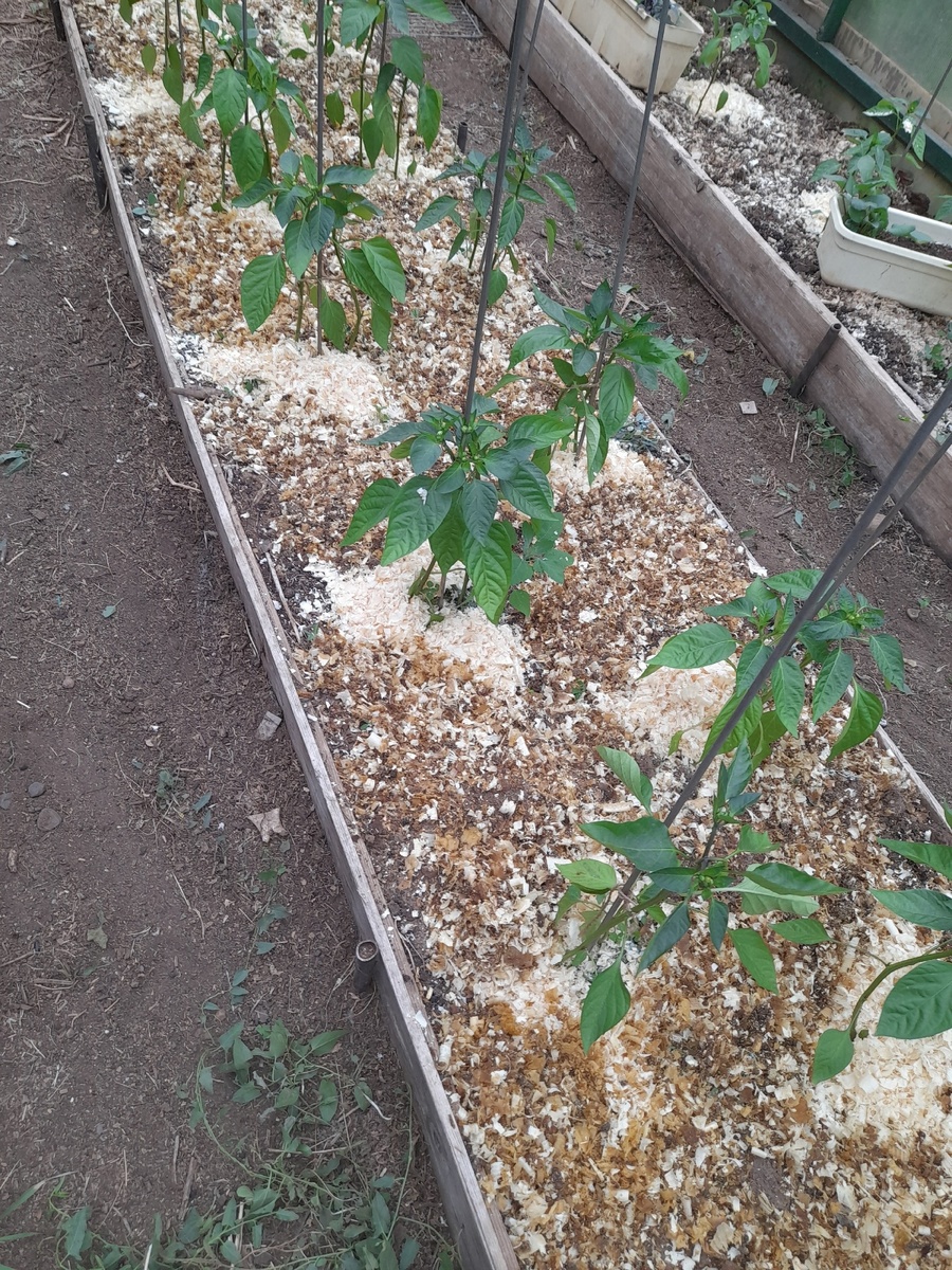 Обсыпала: вокруг стебля опилки, а дальше - смесь опилок с помётом