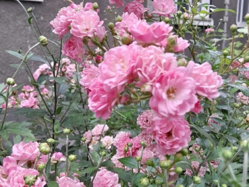    Фото Елены Меркуловой Ольга Дмитриенко