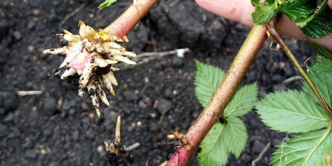 3 недели и новый куст уже растёт на грядке! Как я летом укореняю любые черенки по дедовской схеме