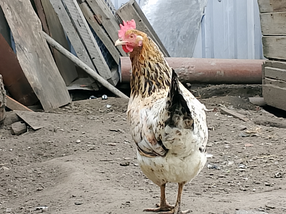 Одна из кормилиц))