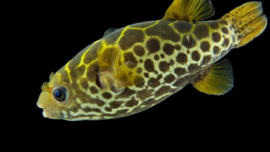    Фото: Clément Carbillet/Globallookpress