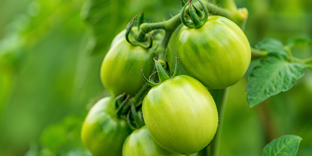 Соседи сбились со счёту – 31 завязь томатов на кусте. Как я опрыскиваю их «боркой» и какую хитрость применяю