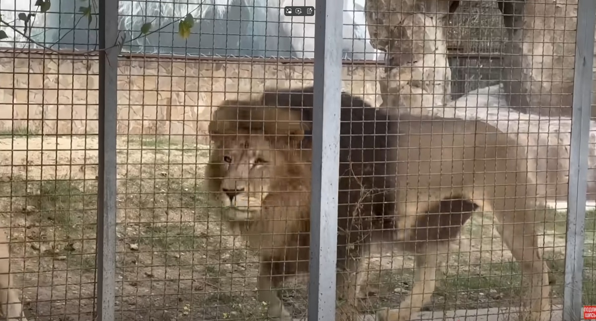Лев Аслан из второго вольера, в котором погибла Перевалова Леокадия.