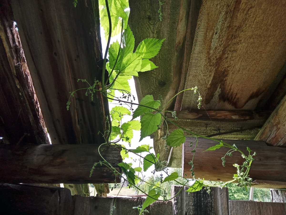 Даже хмель норовит залезть в крытый двор