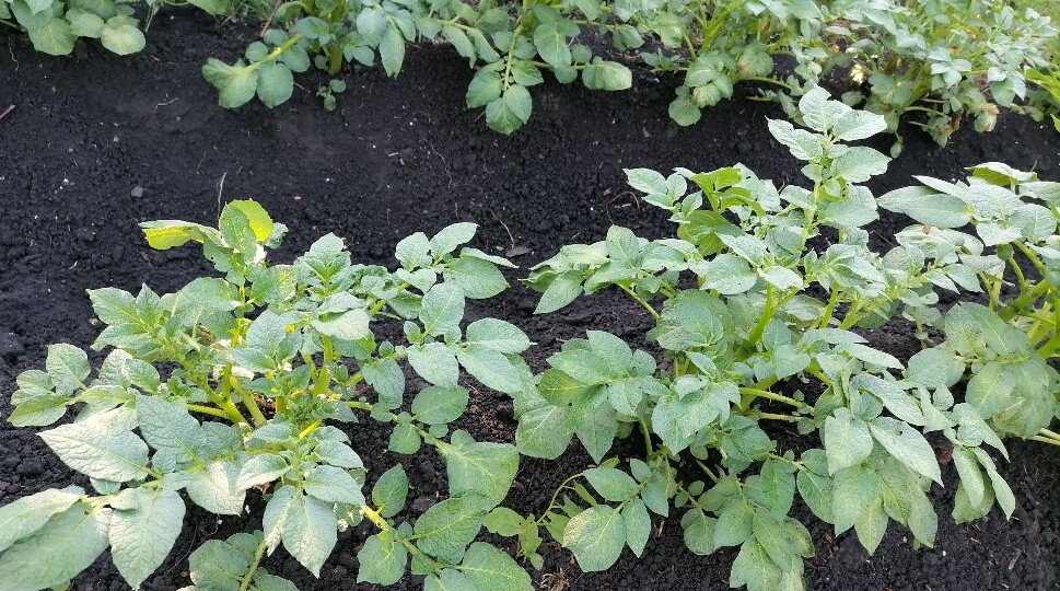 Проволочник в июле: как спасти картофель и морковь – рабочие методы и профилактика