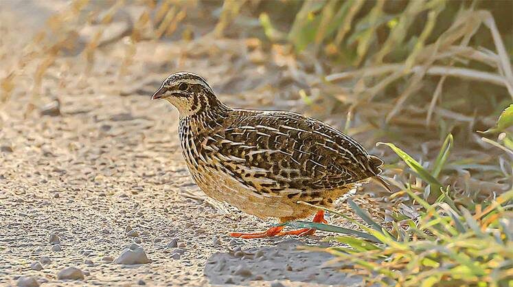     Культивированное фуа-гра из японского перепела — писк сезона