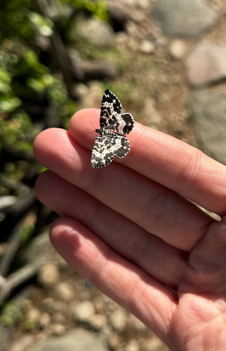 Березовые пяденицы, Фролихинский заказник. Фото Анастасии Шойко. Листайте галерею, чтобы увидеть другие фото.