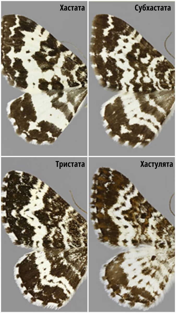 Для заинтересованных приложили фото всех форм окраски!