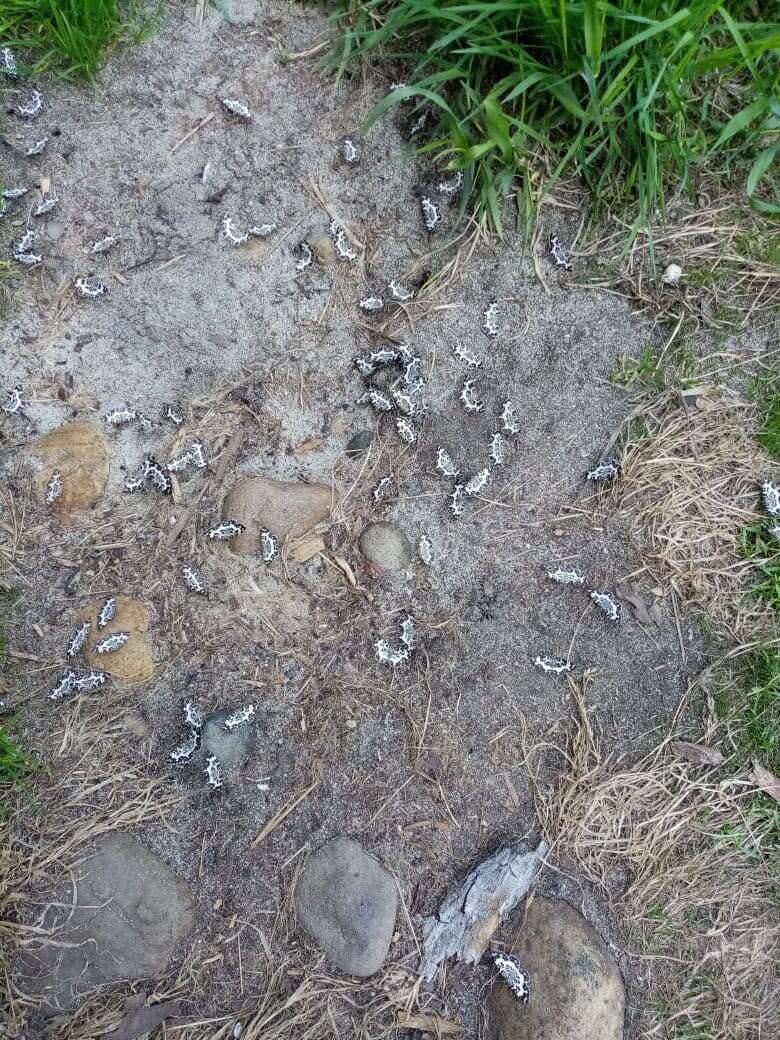 Березовые пяденицы, Баргузинский заповедник. Фото Натальи Голубцовой.