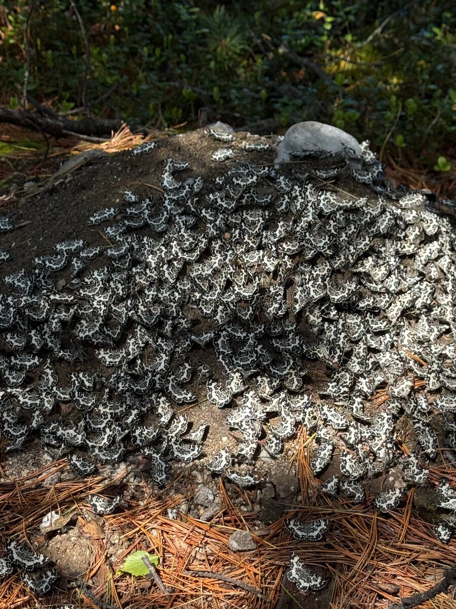 Березовые пяденицы, Фролихинский заказник. Фото Анастасии Шойко