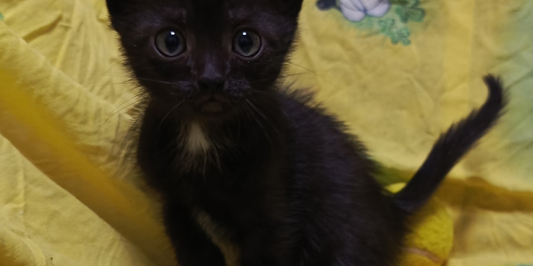 Парадокс: преданная кошка с котятами надеется найти семью… в собачьем приюте