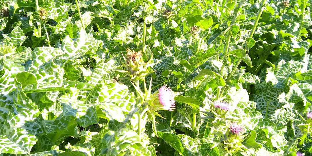 Расторопша.