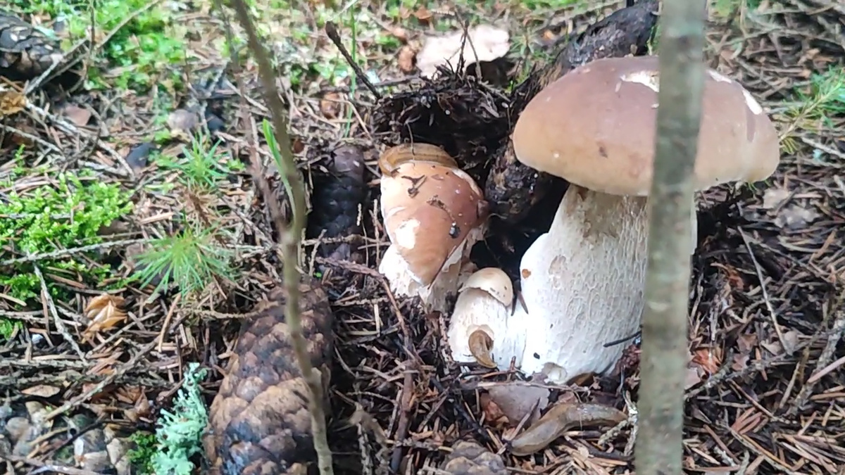 июнь 2025 год