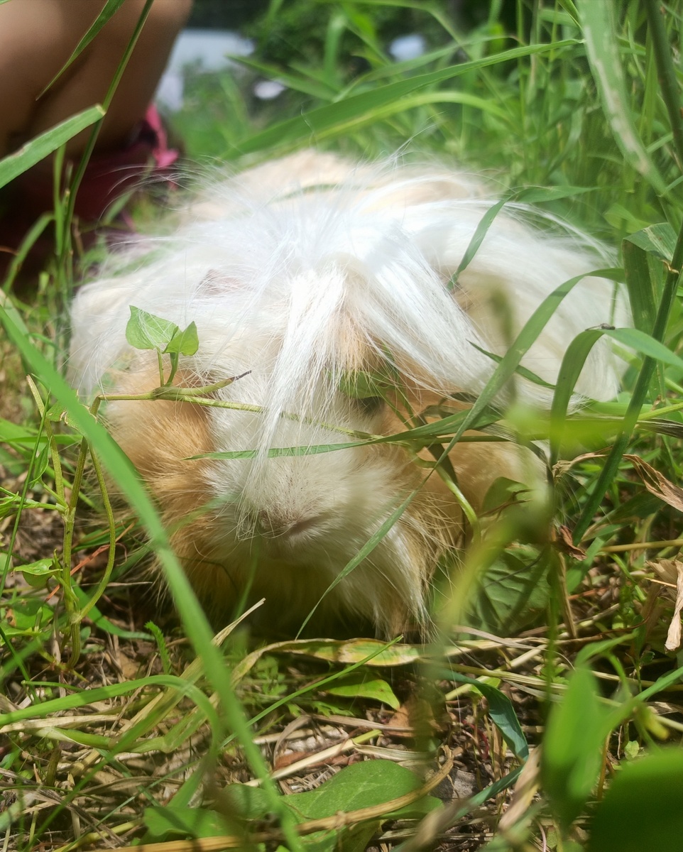 Жужа на прогулке 