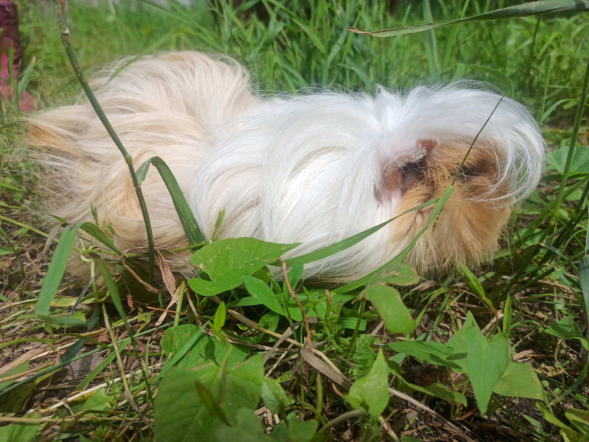 Жужа на прогулке 