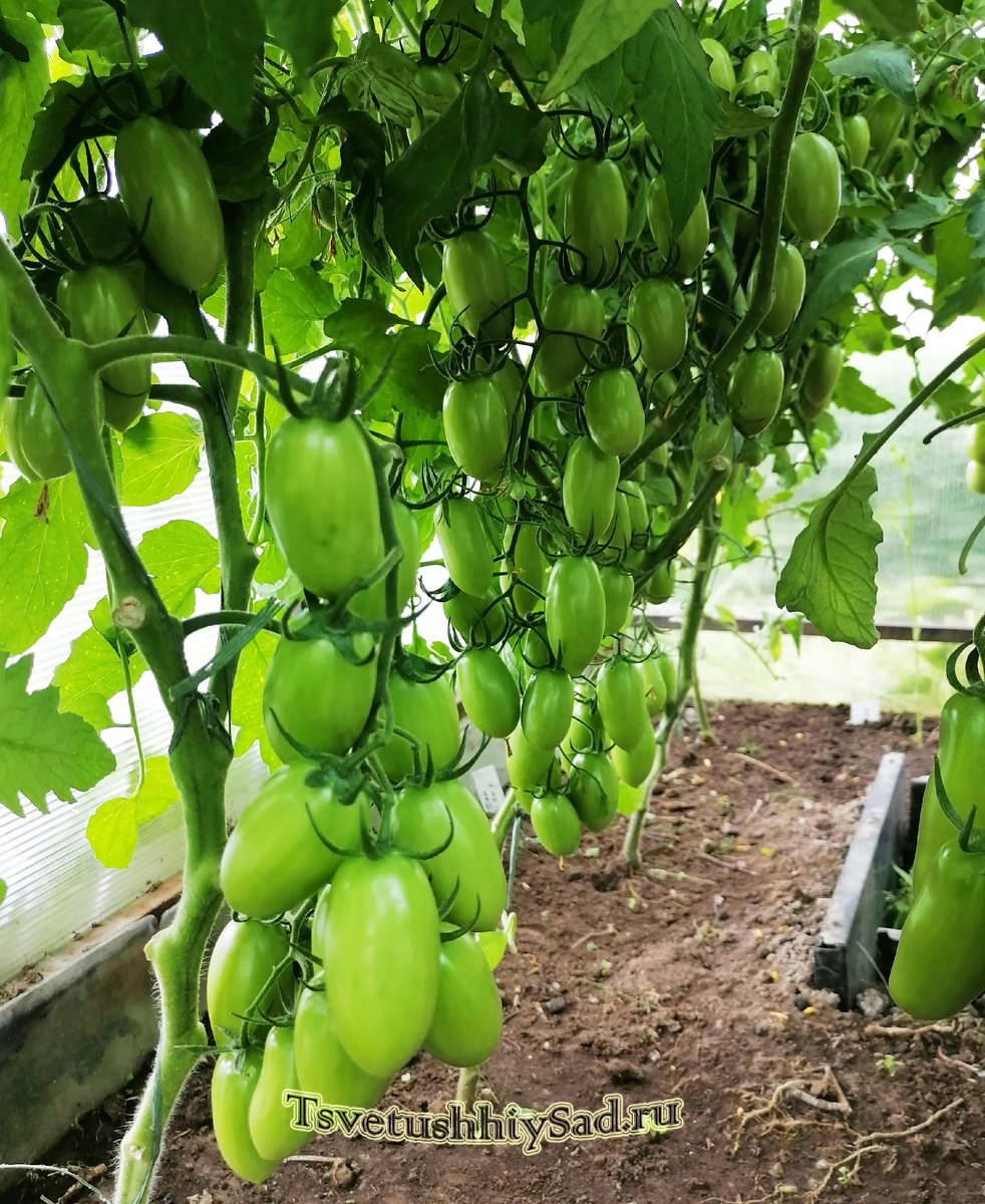 Томат Джек Пот F1 первого июля, из-за прохладной погоды и холодных ночей помидоры пока не хотят созревать.