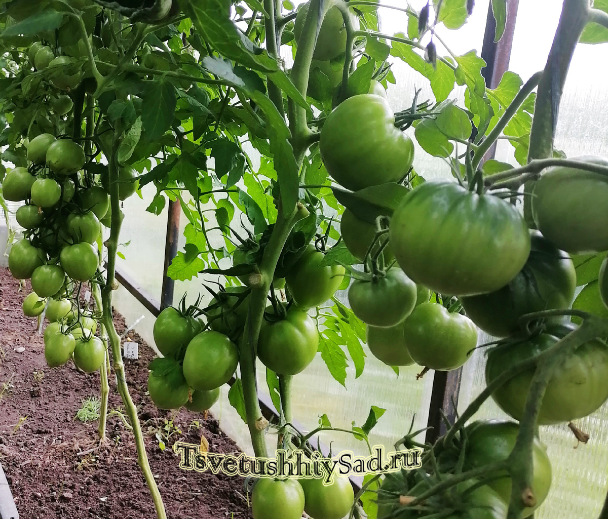 Томаты Неразлучные сердца F1 и Вкусный приз, он справа