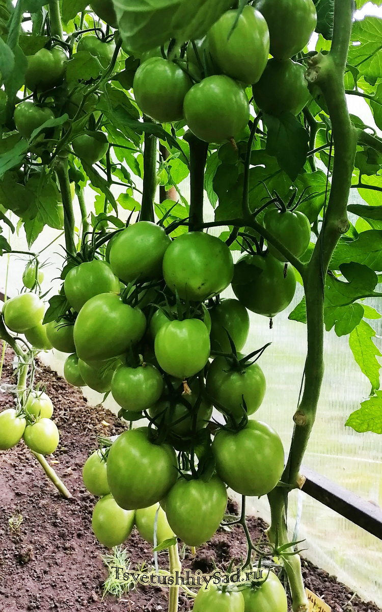 Томат Неразлучные сердца F1.jpg