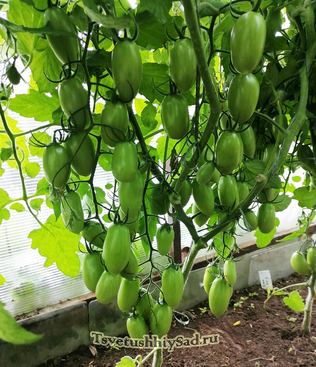 Томат Джек Пот F1.jpg