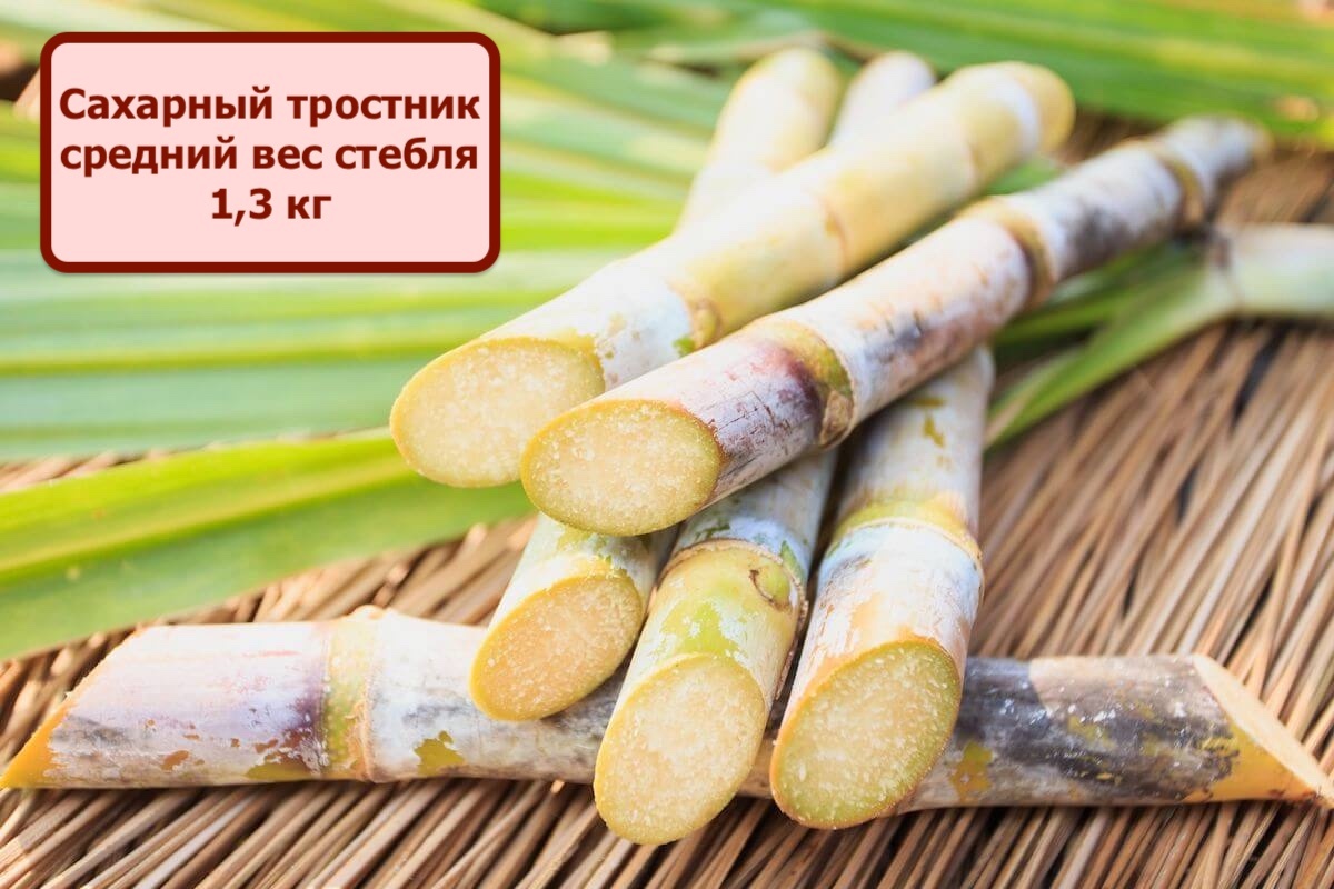 80% сахара в мире сделано из тростника, он более выгодное сырье, чем свекла