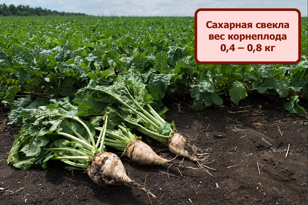 Как по мне, свекольный сахар вкуснее