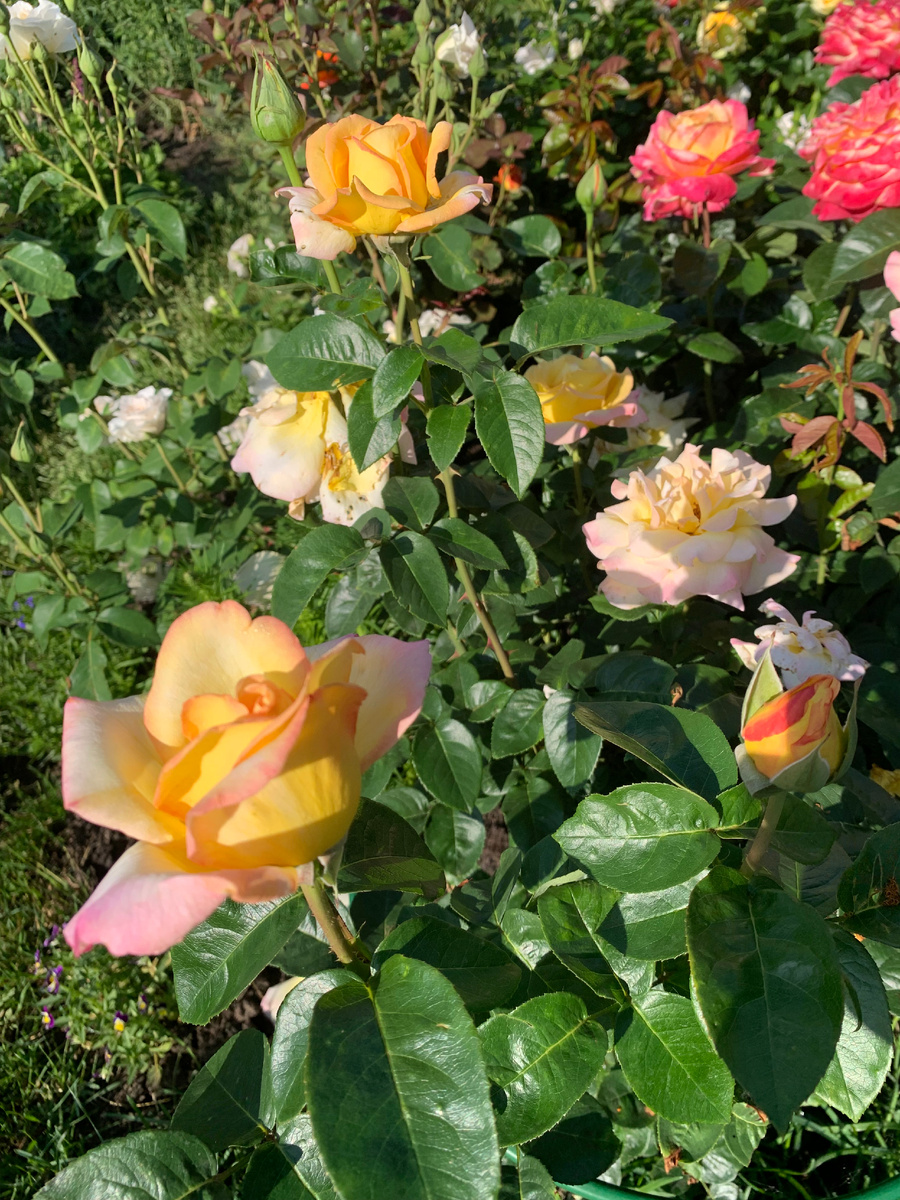 розы, все фото автора