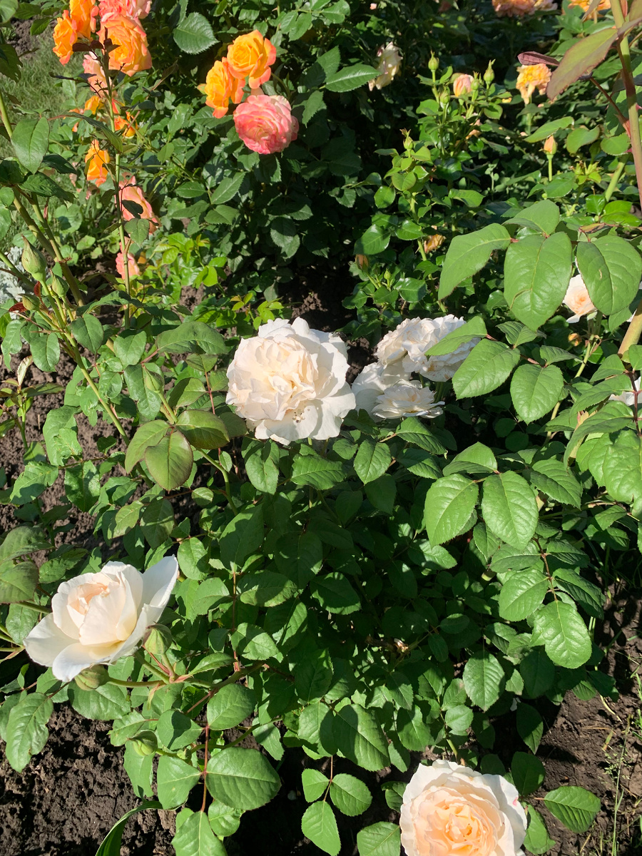 розы Свит Блонди и Чандос Бьюти