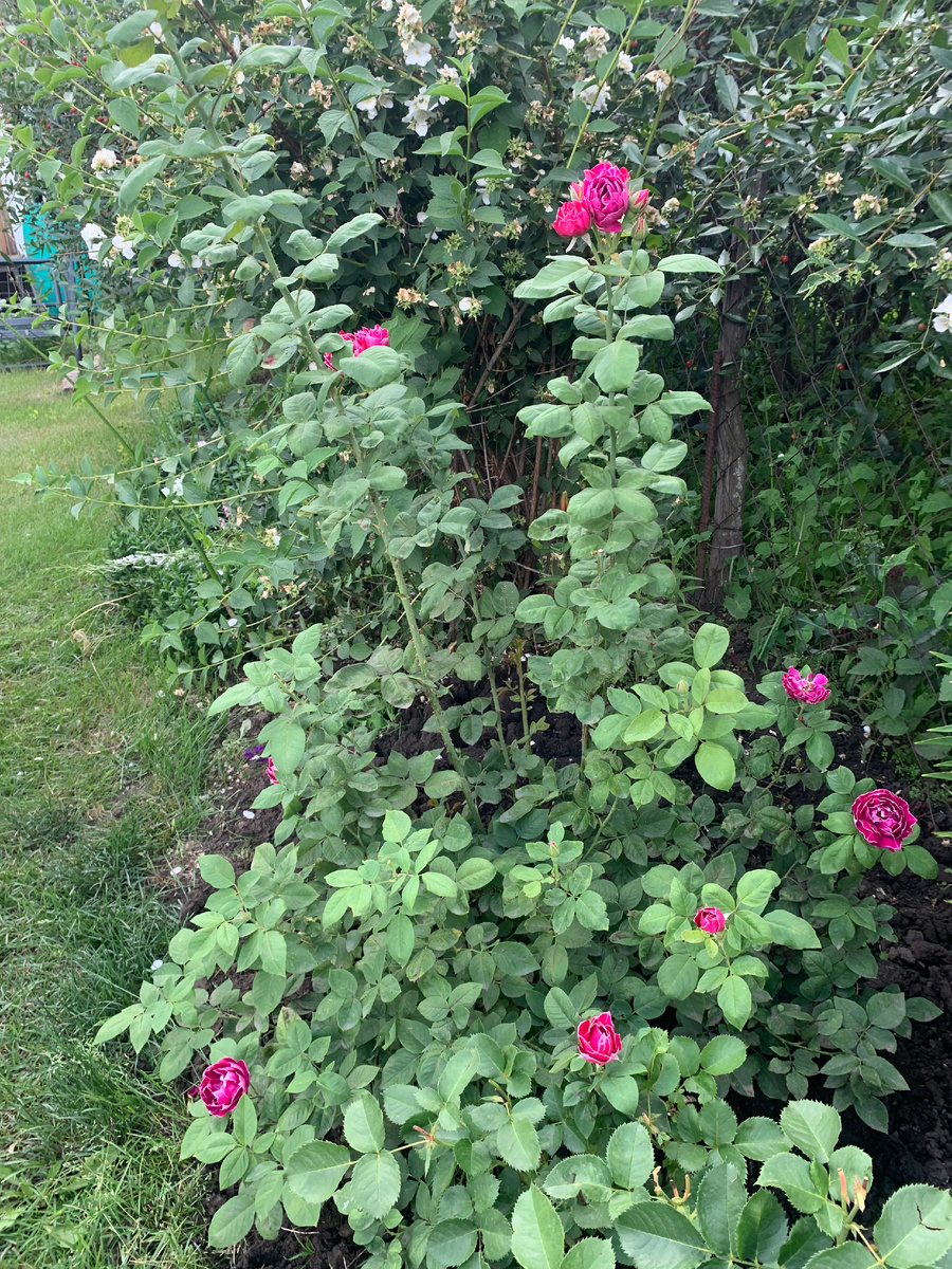 роза Барон Жиро де Лен, все фото автора