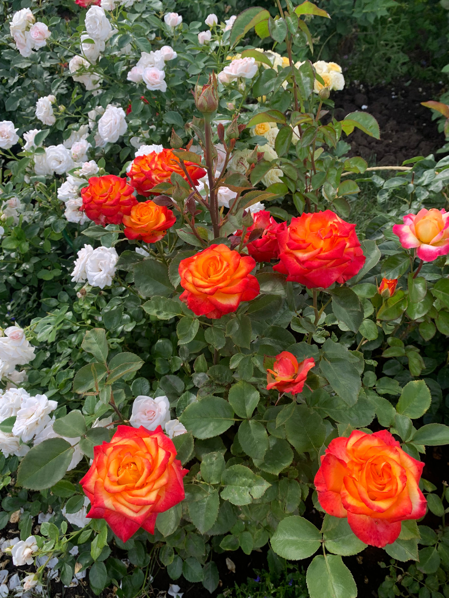 роза Хай Меджик.