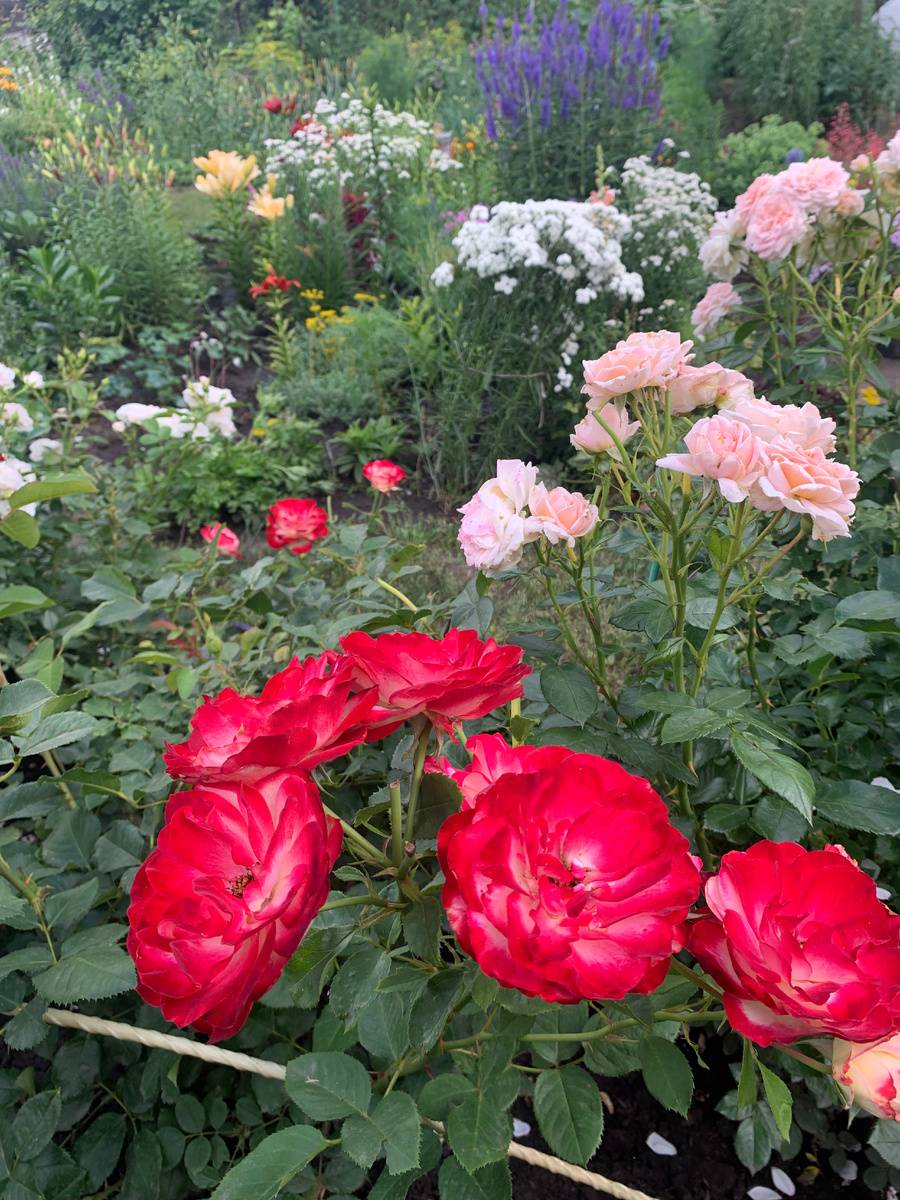 розы Юбилей принца Монако, Кремоза и белый тысячелистник, все фото автора