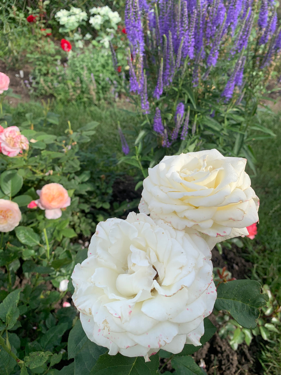 роза Папа Иоанн Павел 2