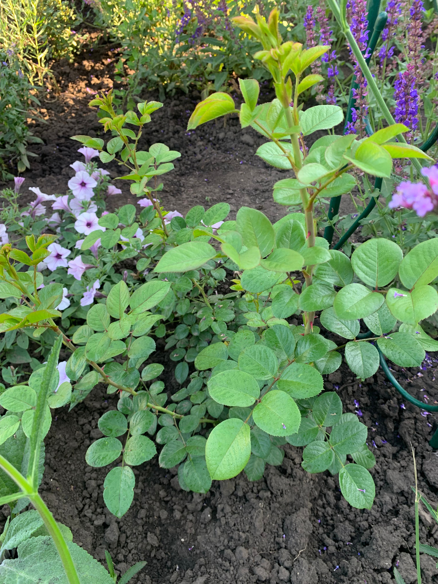 роза Вайс Волке, все фото автора