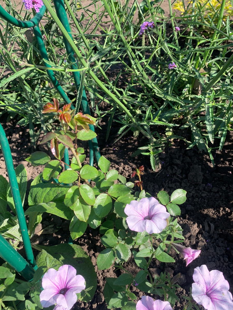 роза Амадеус