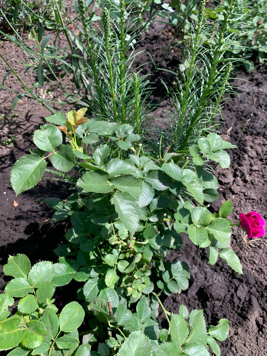 роза Минерва, все фото автора.