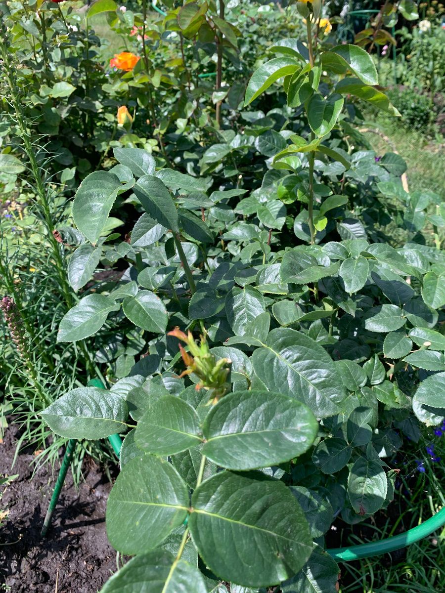 роза Глория Деи