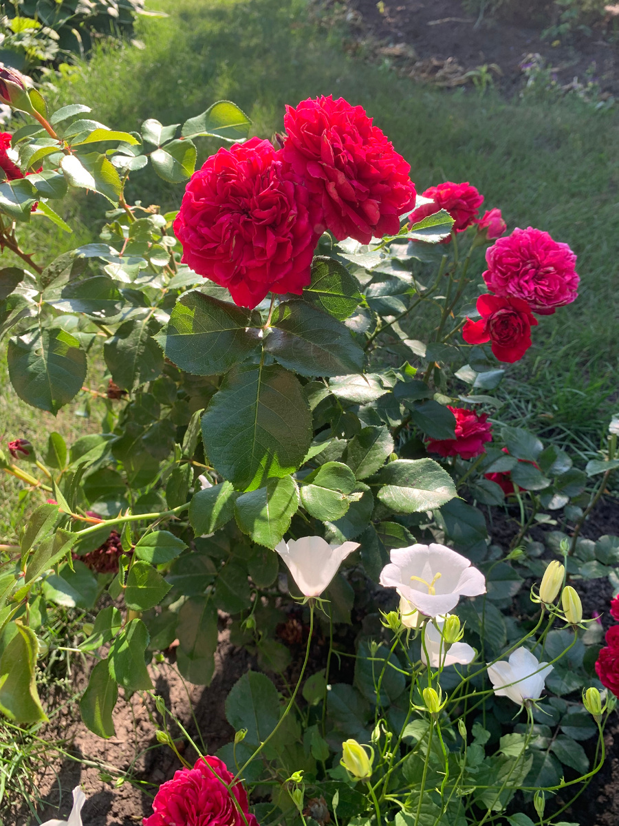 роза Ред Леонардо да Винчи.