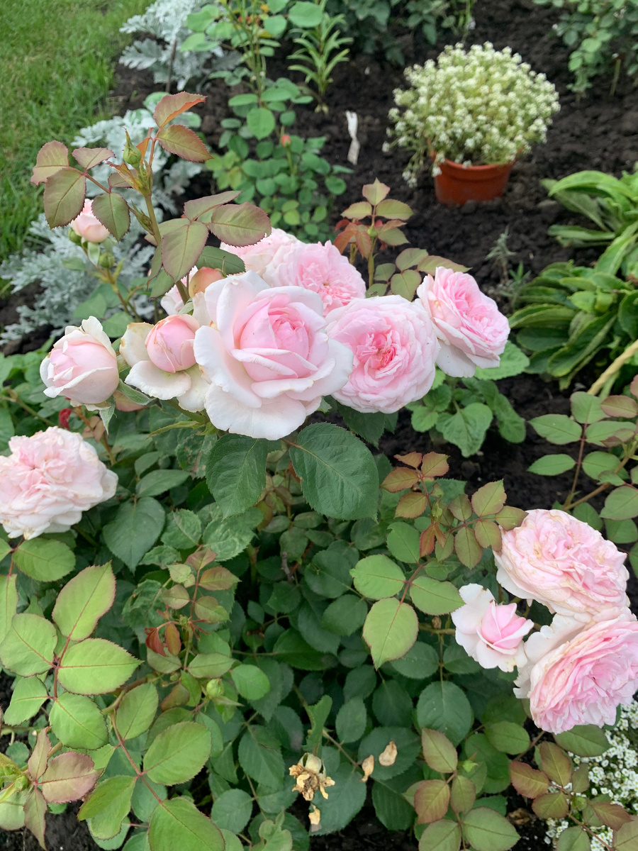 роза Оливия Роуз, все фото автора