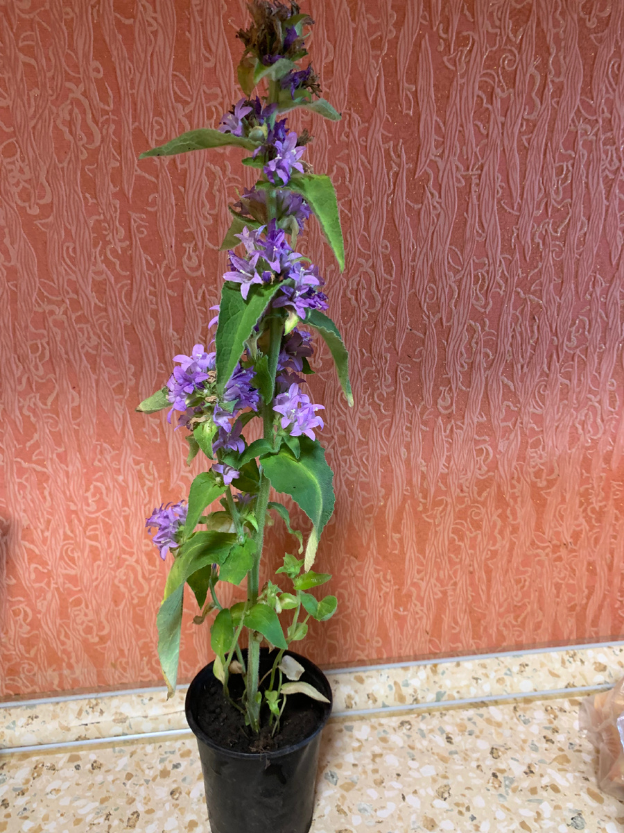 Колокольчик (кампанула) скученный (сборный).