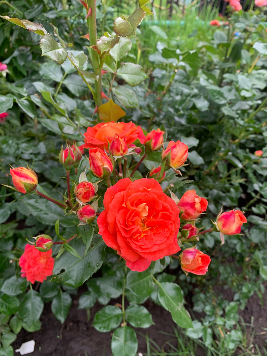 роза Братья Гримм, все фото автора.