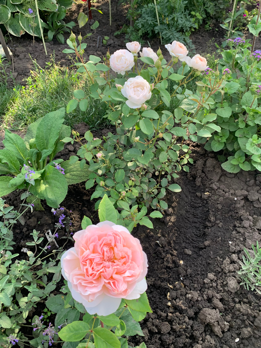 розы Эвелина и Дездемона, все фото автора.