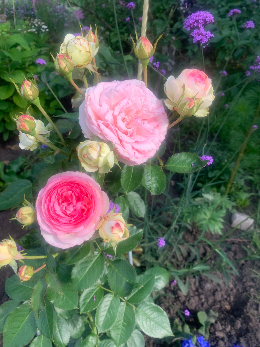 роза Пьер де Ронсар 2, все фото автора 2025 года