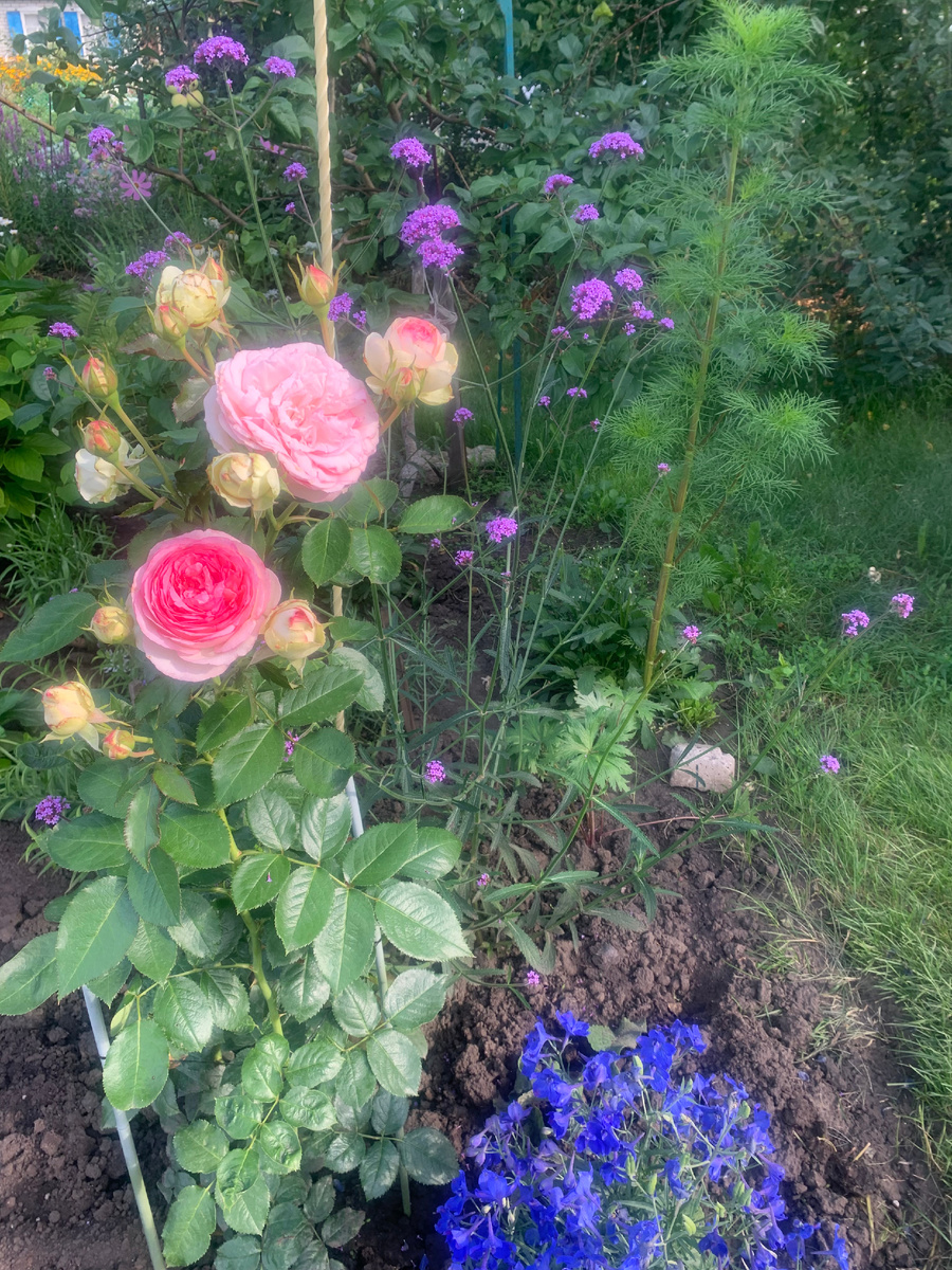 Пьер де Ронар (2) Листайте галерию, посмотрите историю зимовки розы.