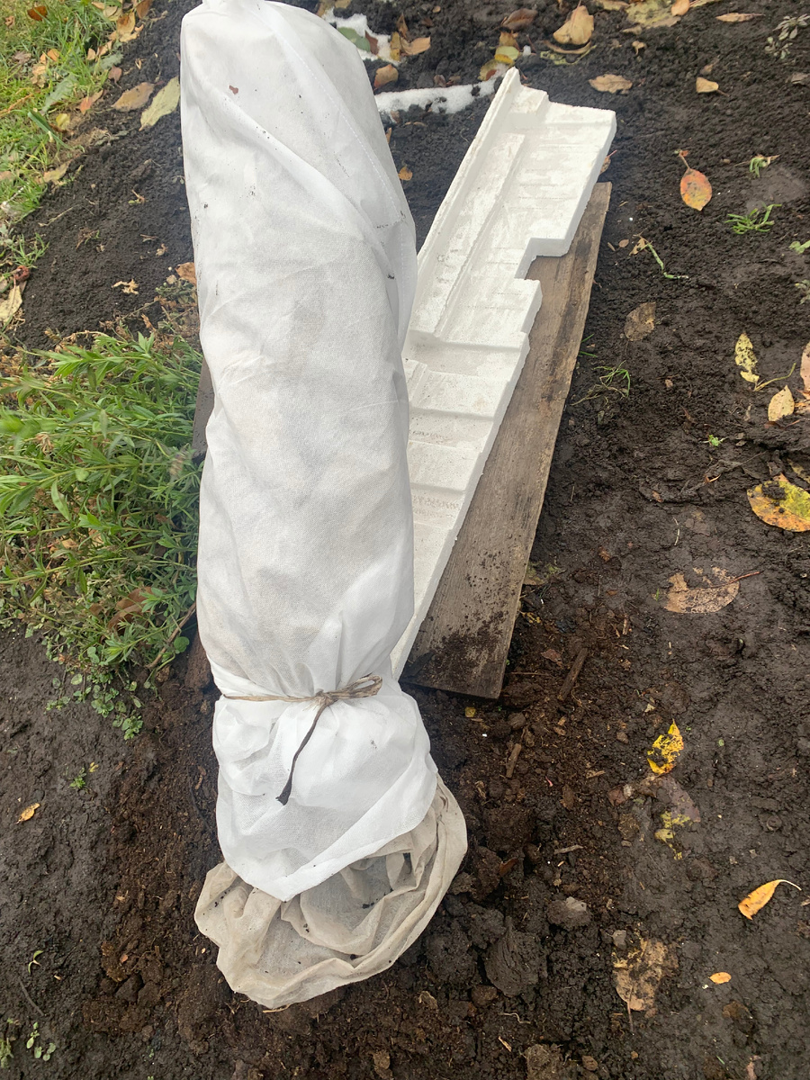 вот так укутала розу на зиму. Положила и придавила. сверху еще от тождя пленку полипропиленовую стелила.