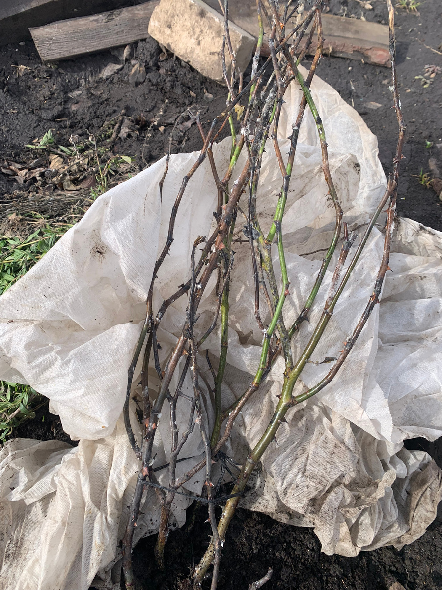 размотала в конце марта.