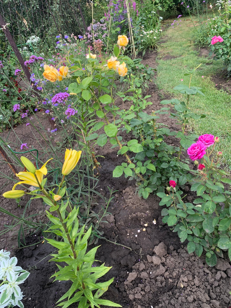 лилия Ийелла Пауэр. 