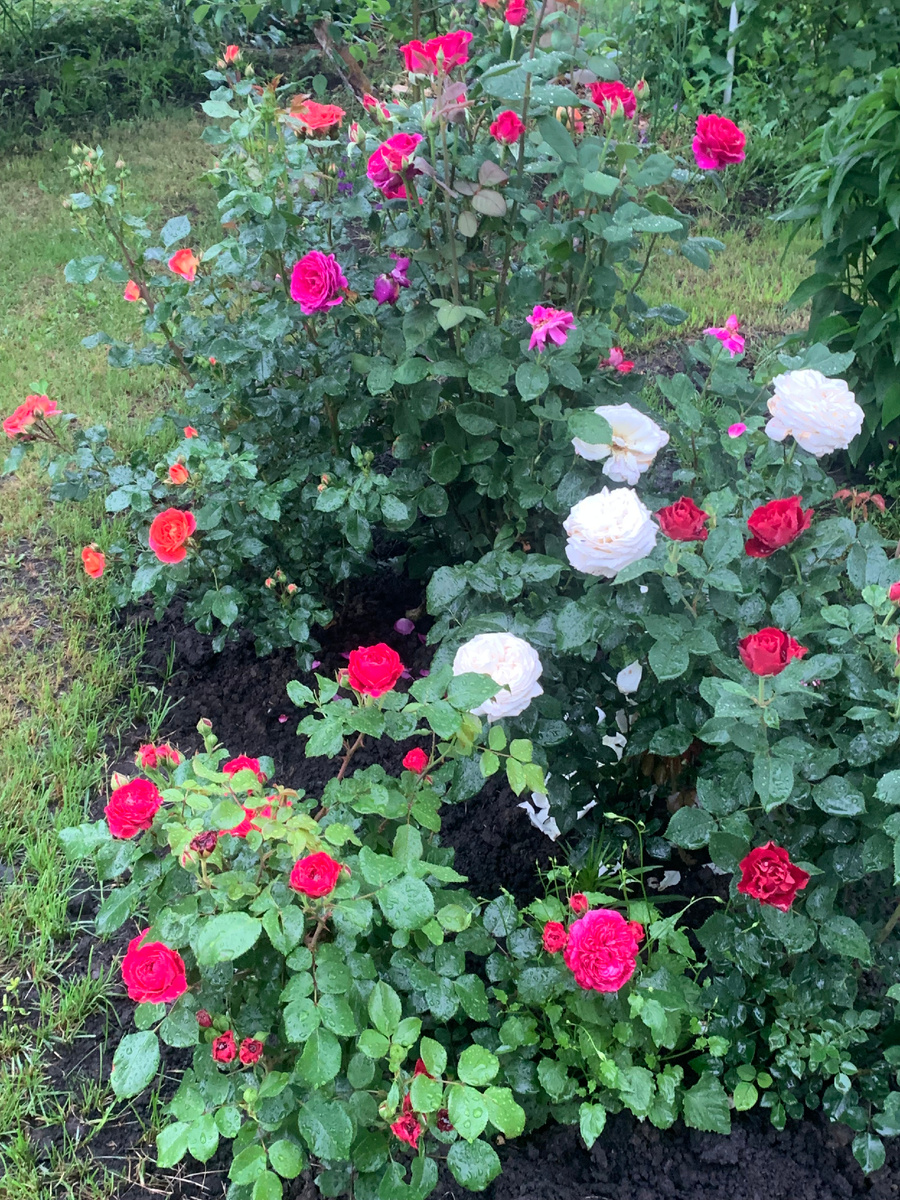 розы: Ред Леонардо да Винчи, Ломоносов и Веласкас, все фото автора.