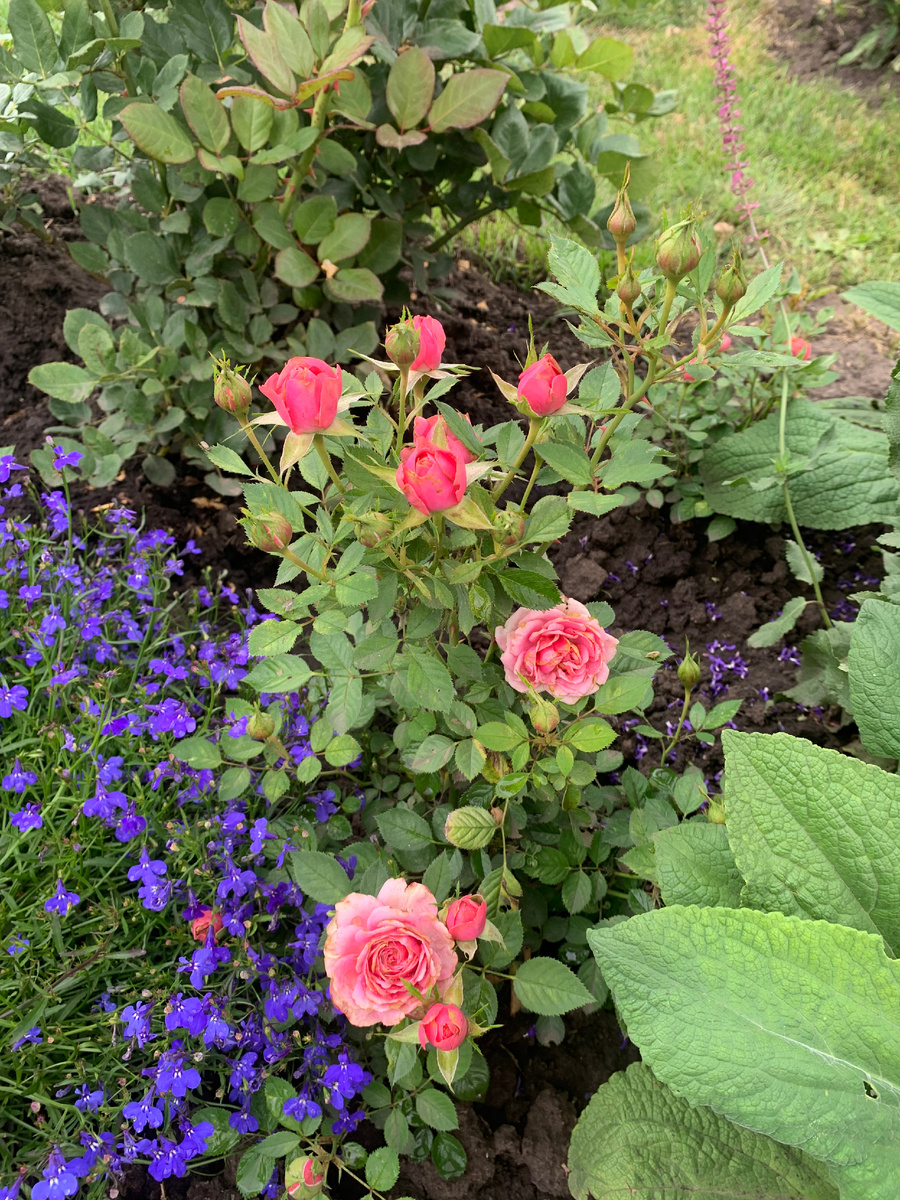 розы Кордана, все фото сделаны 15.07.25.