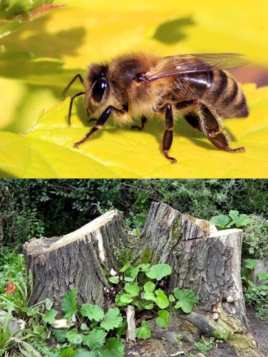 Фотоколлаж автора статьи 